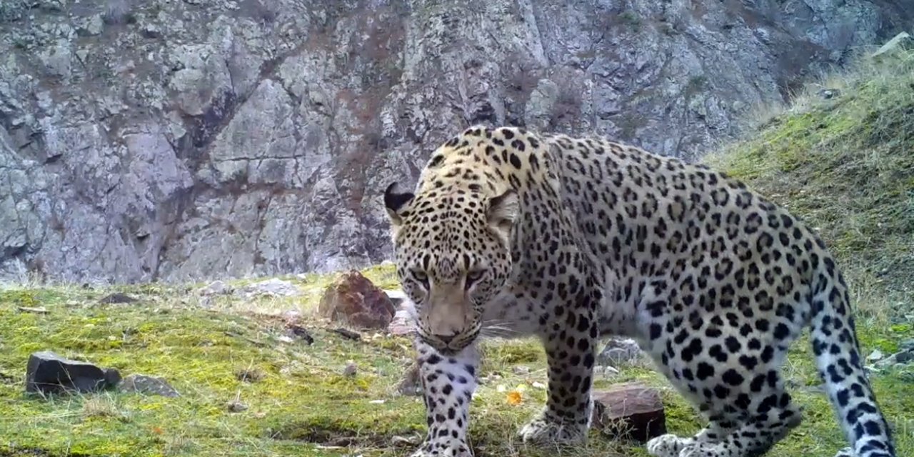 Türkiye'de 10 Anadolu Parsı Görüntülendi; Hepsi Erkek