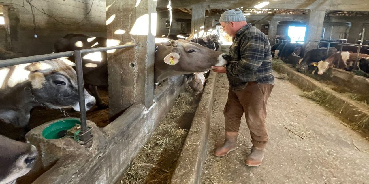 7'nci kez taşınan ilçede 'teleferiksiz besicilik' ile verim arttı