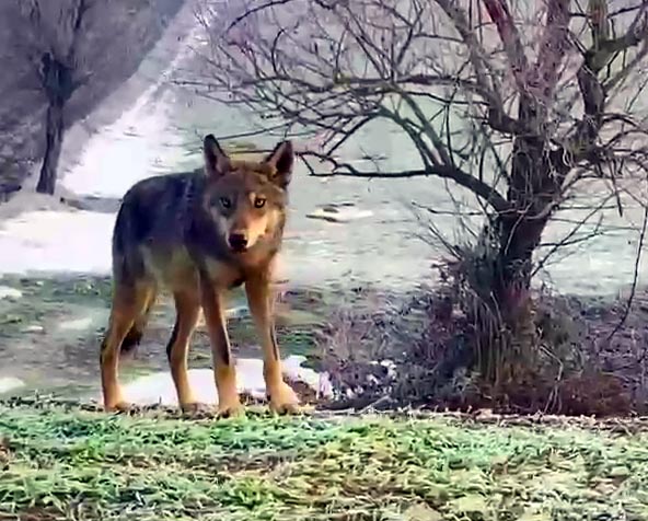 Kara Yoluna İnen Kurt, Cep Telefonu İle Görüntülendi