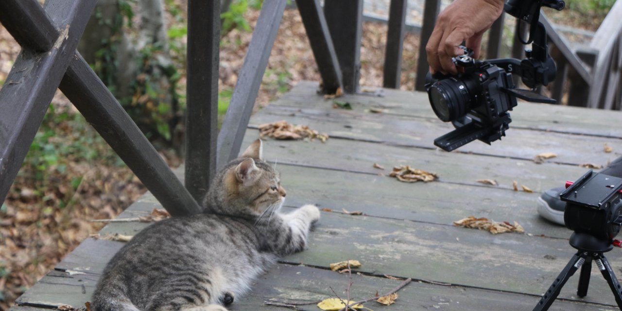 Samsun’daki ‘Kedi Kasabası, Tayland Televizyonunda Belgesel Oluyor