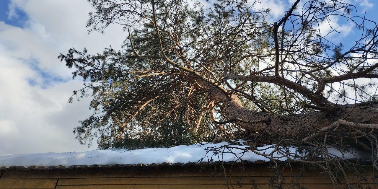 BOLU Devrilen ağacın dallarını keserken düşüp öldü
