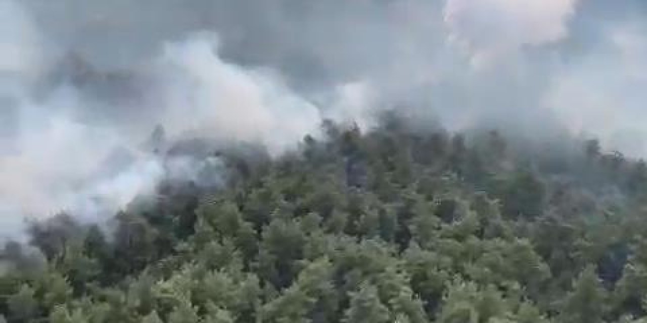 Bursa'da Orman Yangını (3)