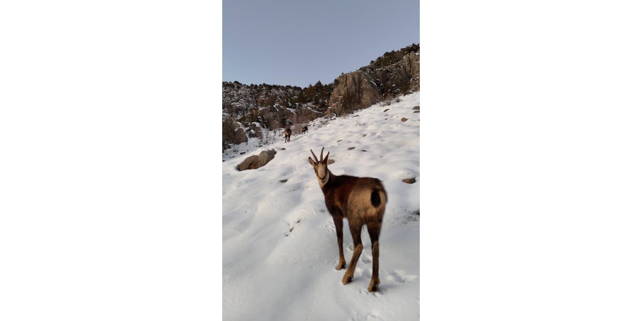 Munzur Dağları'nda Çengel Boynuzlu Dağ Keçileri Görüntülendi