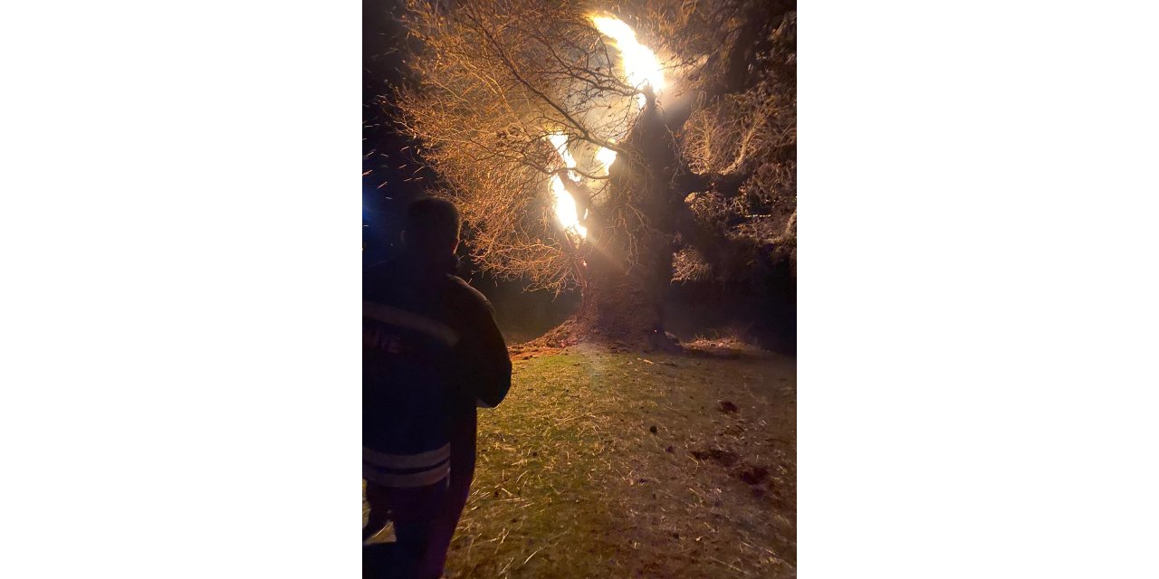 Bingöl’de 800 yıllık meşe ağacı alev alev yandı, o anlar kamerada