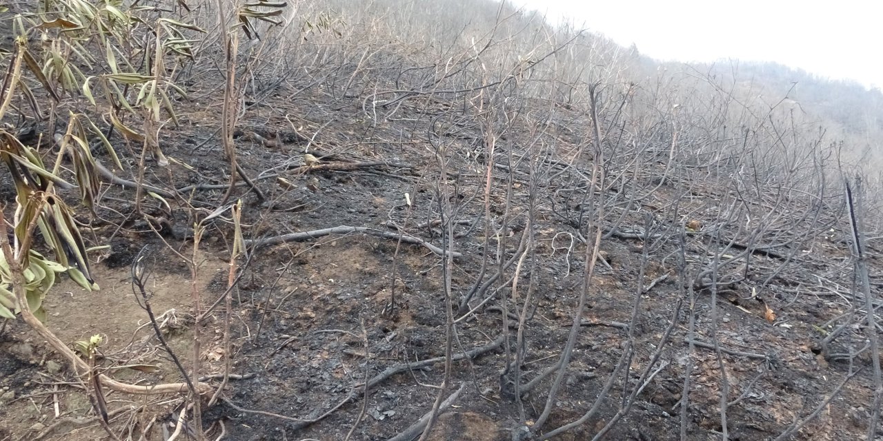 Karadeniz'in Nemli Havası, Orman Yangınlarını Önledi