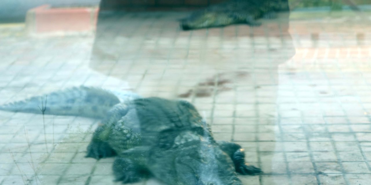 İstanbul'da Ele Geçirilen 2 Timsah, Gaziantep’te Koruma Altına Alındı