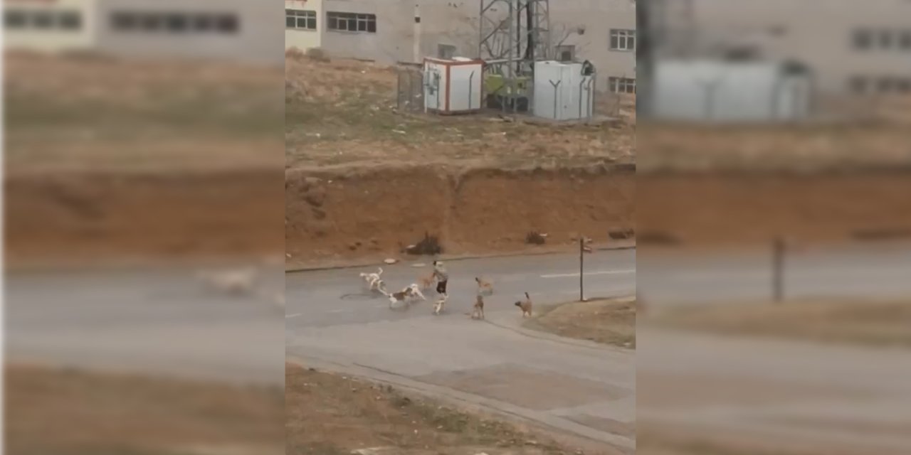 Ankara’da başıboş köpekler yoldan geçenlere saldırdı; o anlar kamerada