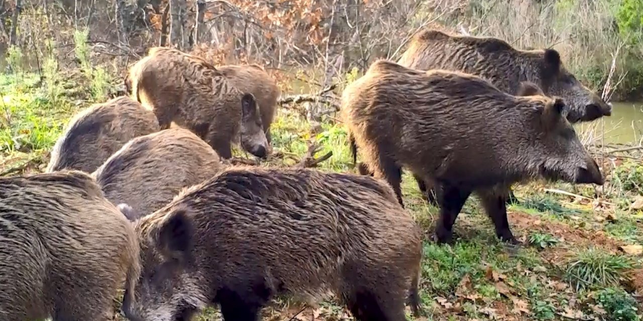 Dkmp'den Gülümseten Paylaşım; Fotokapana Yakalanan Hayvanların Sesi Oldular