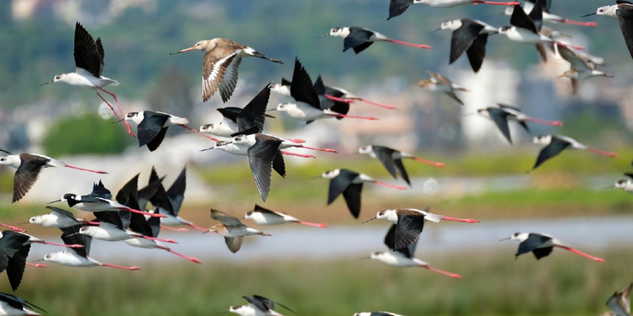 Türkiye'nin Kuşları; 497 Tür Yaşıyor