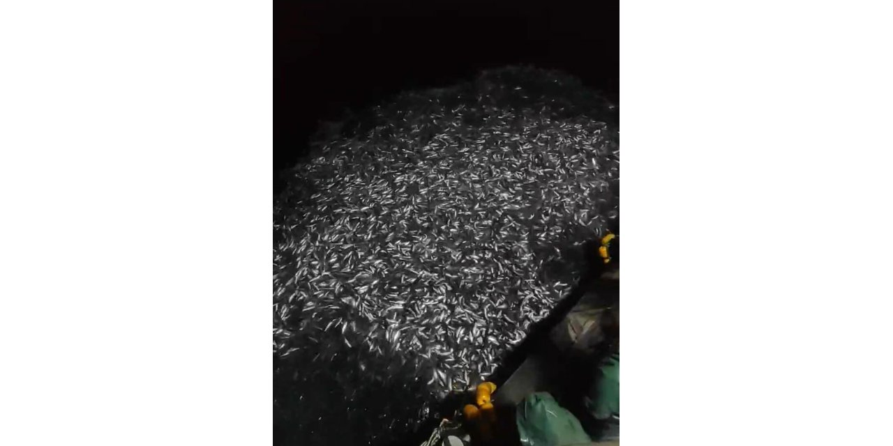 İzmirli Balıkçılar, Tonlarca Kefal Yavrusunu Denize Saldı