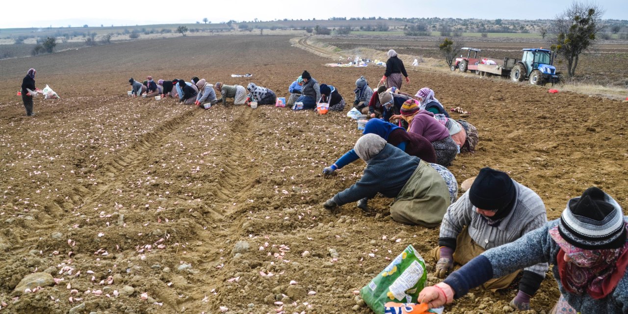 Taşköprü Sarımsağı'nın Ekimi Erken Başladı