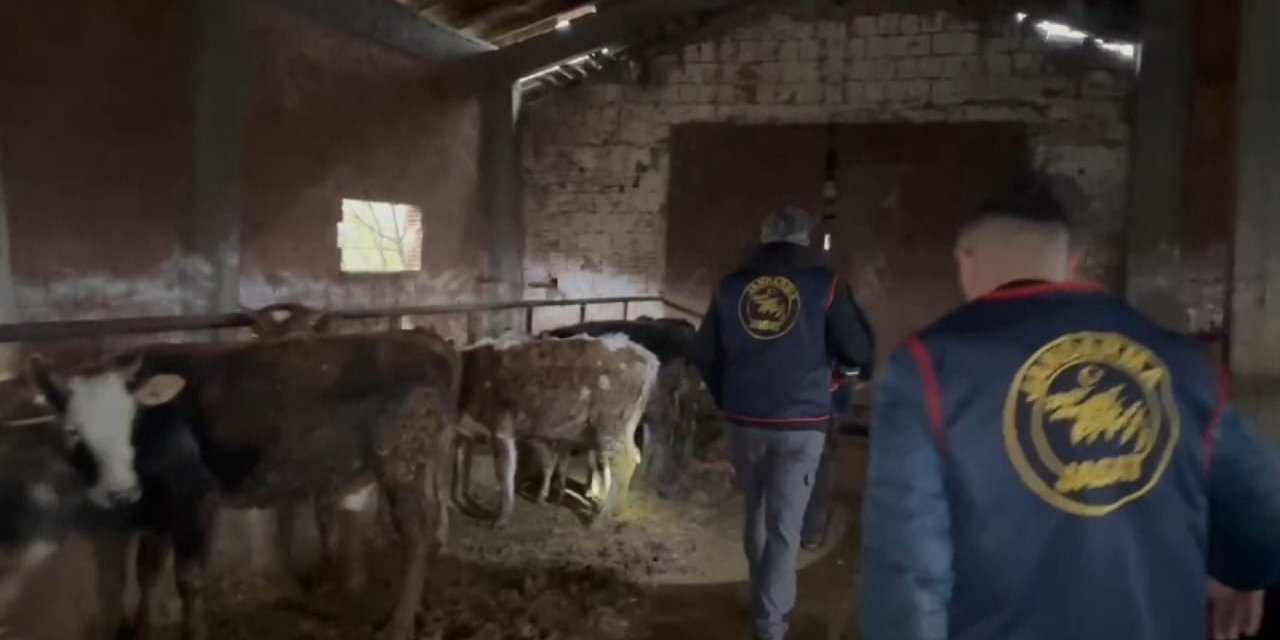 Sakarya'da büyükbaş hayvan hırsızlığı operasyonu: 7 tutuklama