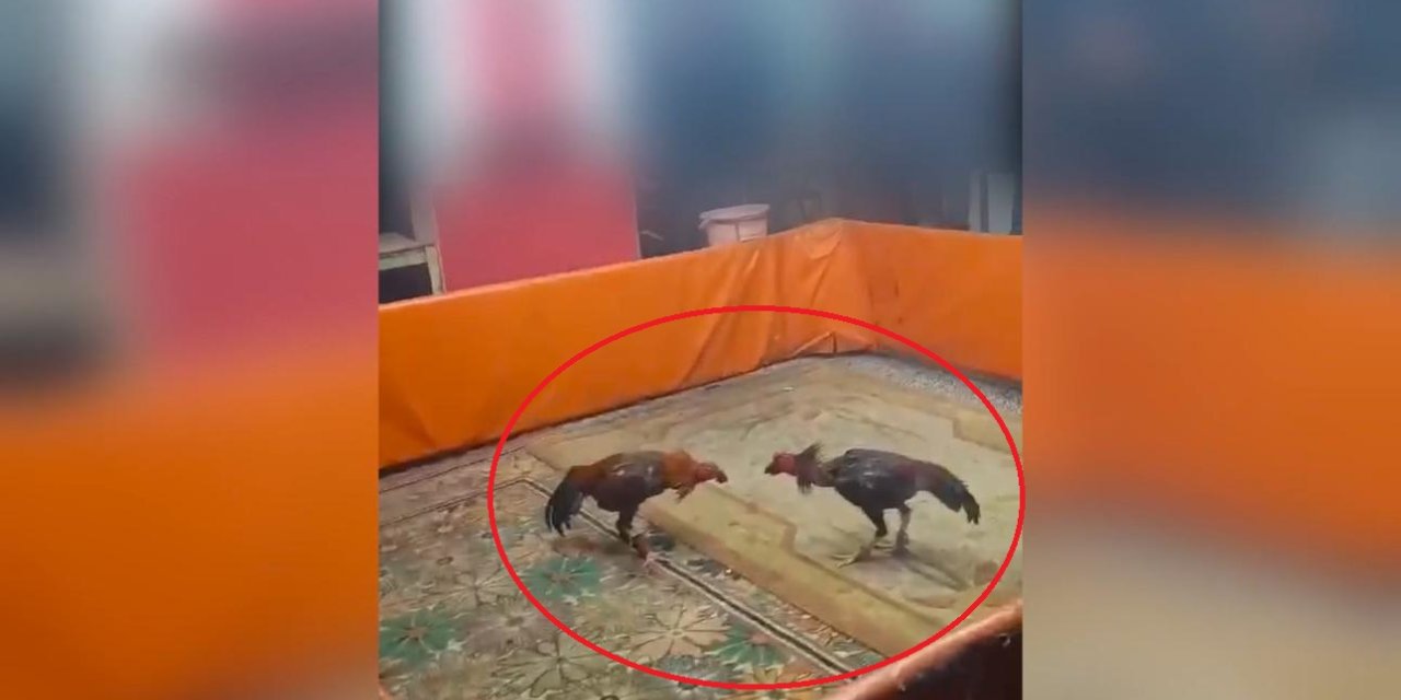 Diyarbakır’da horoz dövüştüren 8 kişiye 450 bin TL ceza
