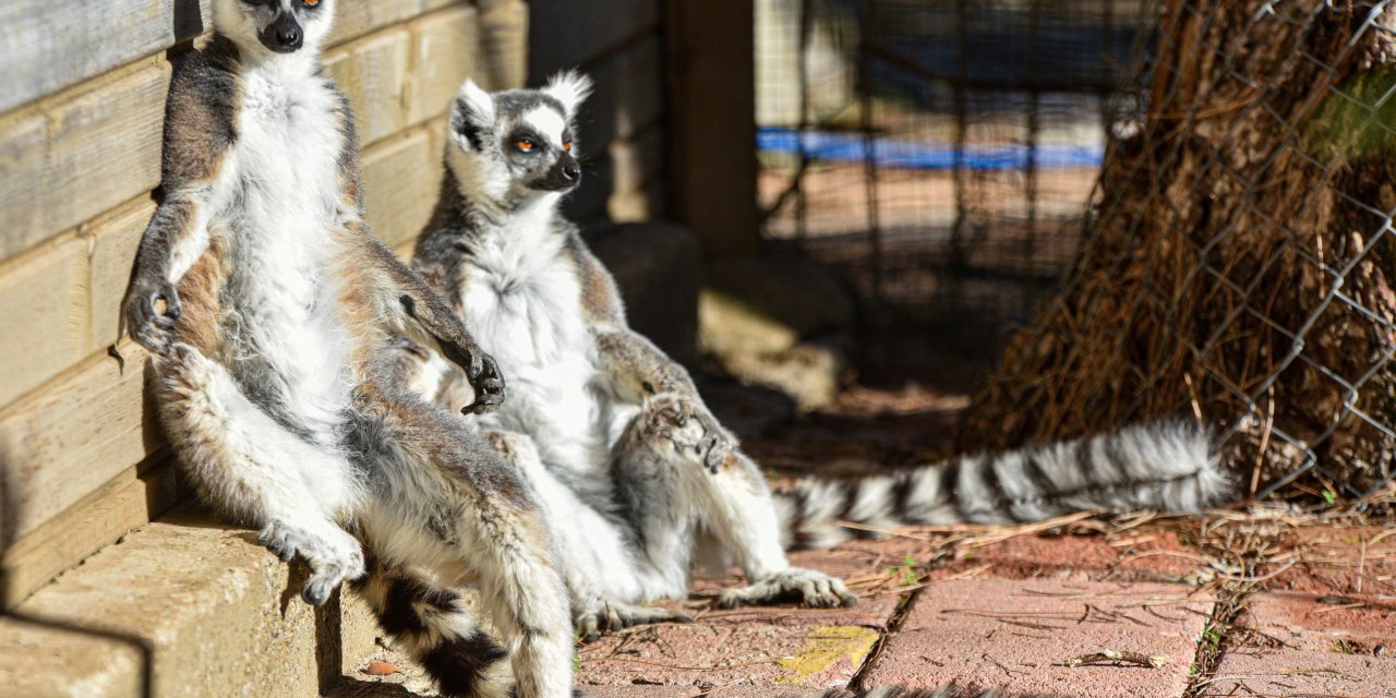Lemurların Kış Rutini, Güneşi Selamlamak
