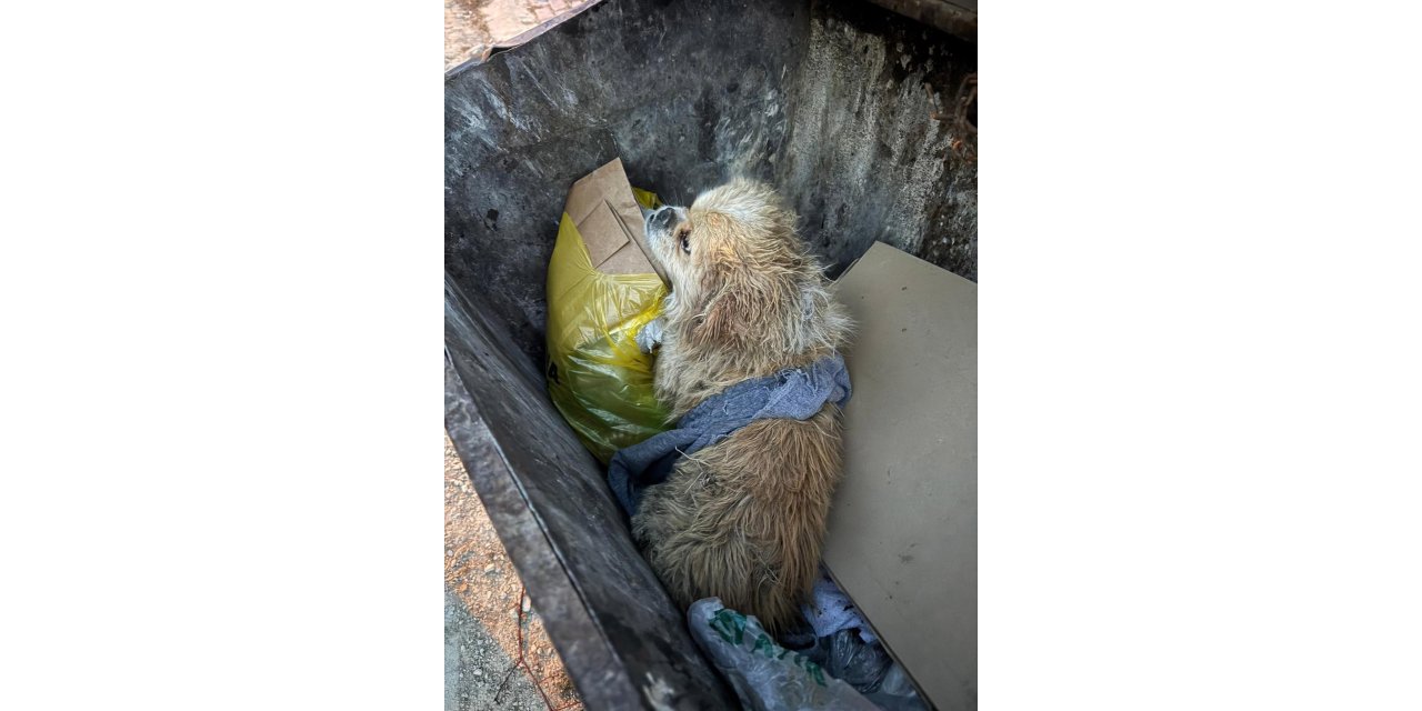 Ayaklarını Bağladığı Köpeği Çöp Konteynerine Attı; O Anlar Kamerada