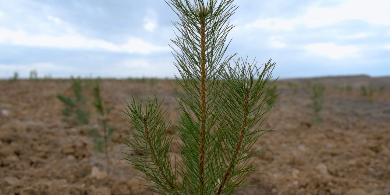 Şehir Peyzajlarına Bakanlık Standardı Geliyor