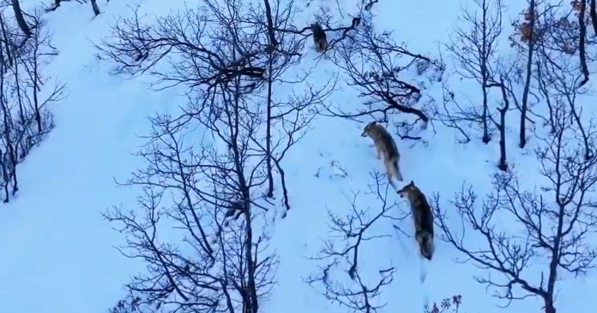 Karla Kaplı Milli Parkta Kurtlar Dronla Görüntülendi