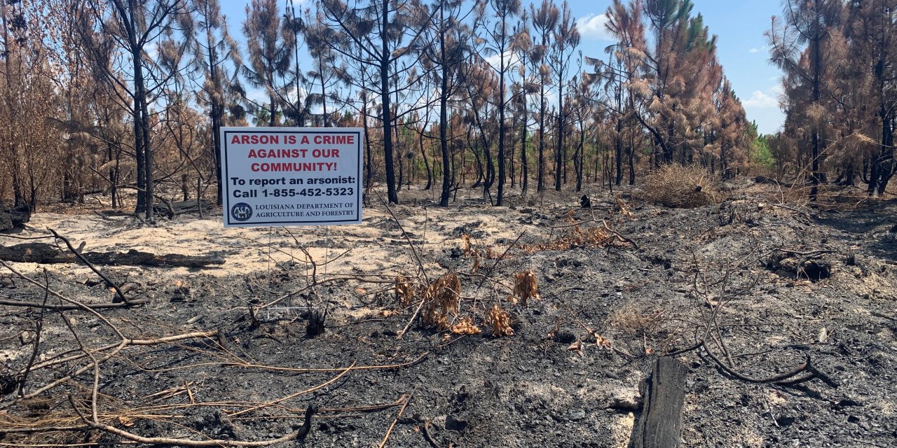 Louisiana’da Orman Yangınlarına Soruşturma: Çıkış Nedeni Kundaklama