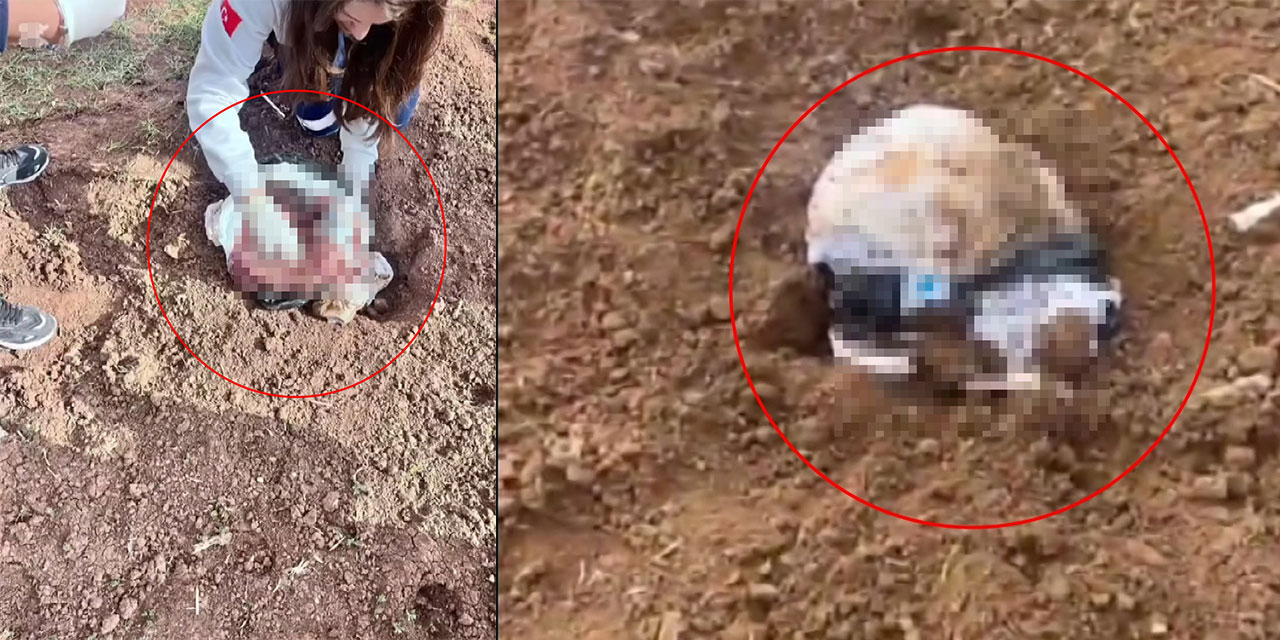 Şırnak'ta, poşet içerisinde yeni doğmuş kız bebek cesedi bulundu