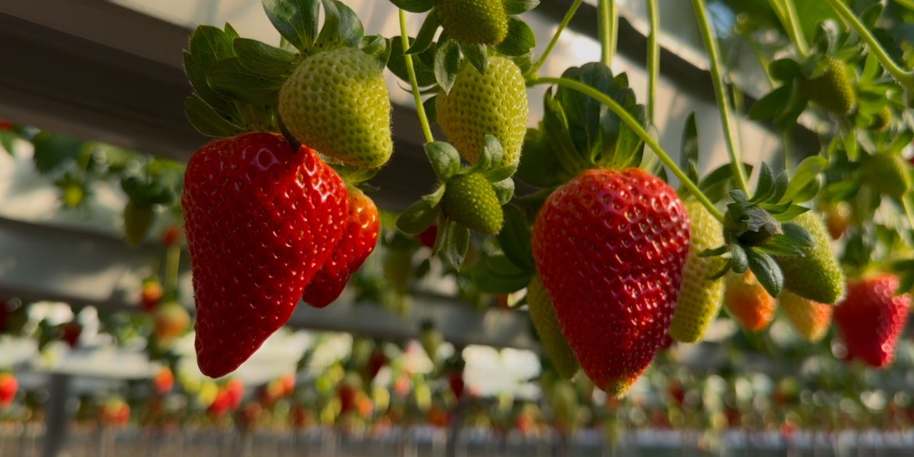 Silifke’de Yılın 12 Ayı Çilek Üretimi
