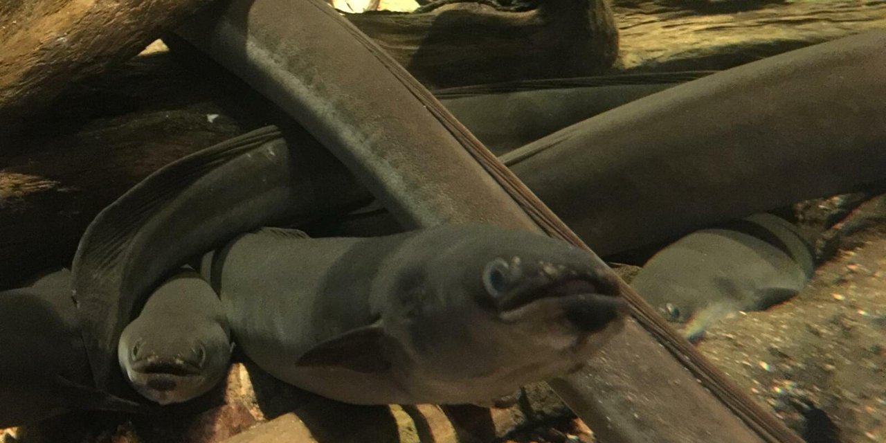 Avrupa Yılan Balıklarının Neslinin Korunması İçin Çalışma Başlatıldı