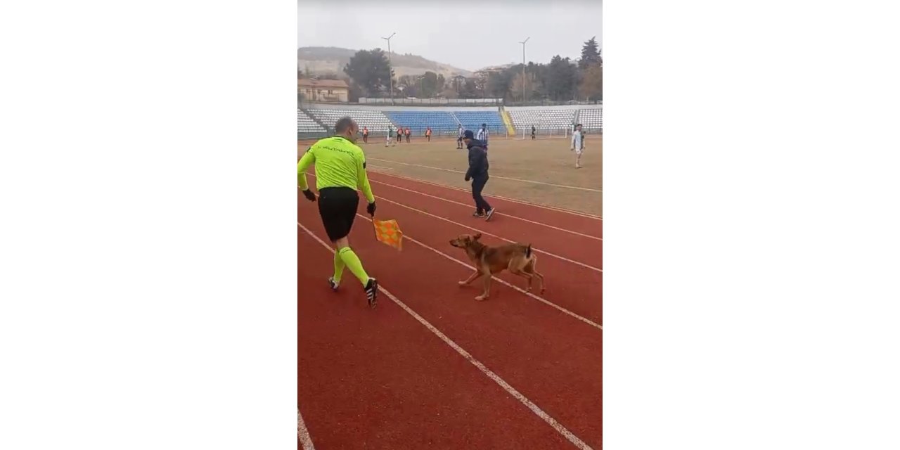 Sahaya Giren Köpeği Yan Hakem Çıkardı; O Anlar Kamerada