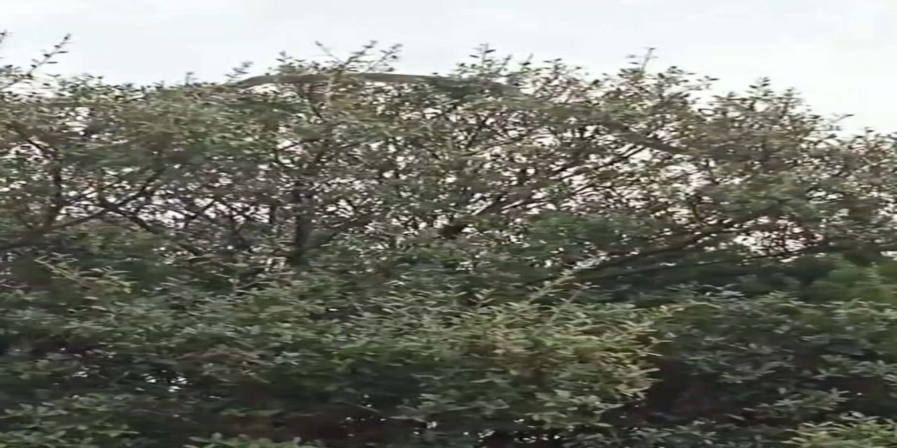 Çanakkale'de tarlasından dönerken dev yılanı görüntüledi