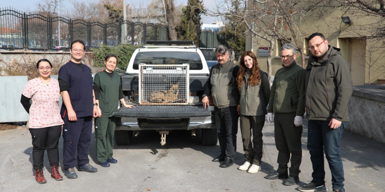 Aç Kalan Çakal, Camiye Girdi