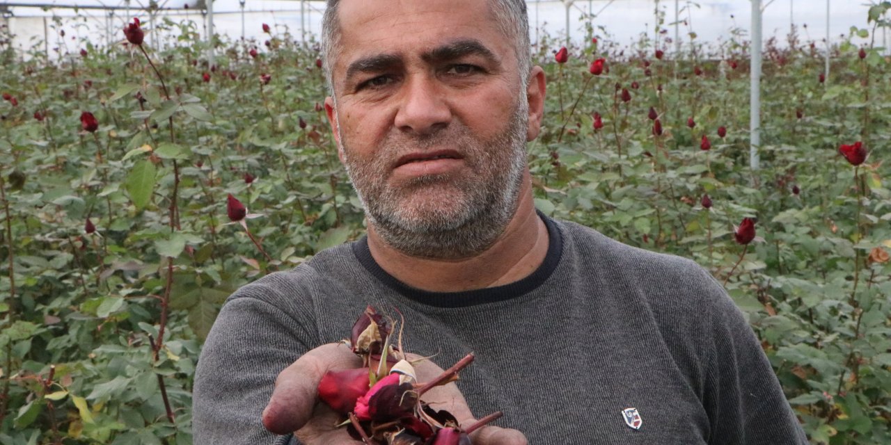 Kadınlar Günü'ne Hazırlanan Kırmızı Gülleri Soğuk Vurdu