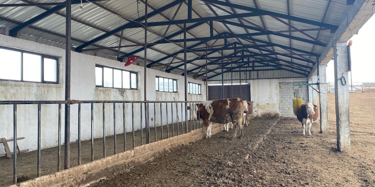 Dondurucu Soğukta Yarı Açık Ahırda Hayvancılık Yapıyor