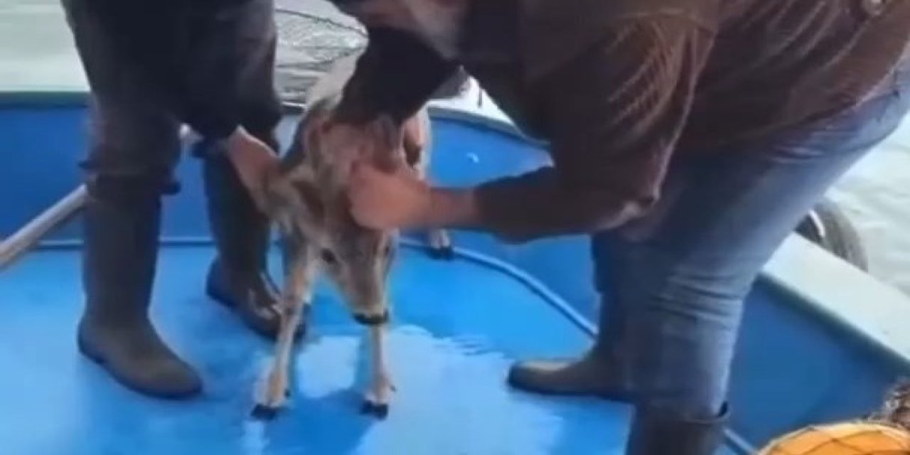 Artvin’de denize düşen karacayı balıkçılar kurtardı; o anlar kamerada