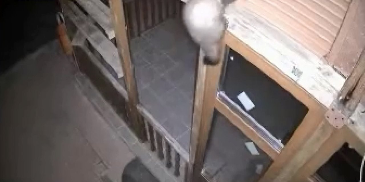 Çankırı - Bağ Evine Girmeye Çalışan Sansar İle Nesli Tehlike Altındaki Vaşak Kamerada /video Eklendi