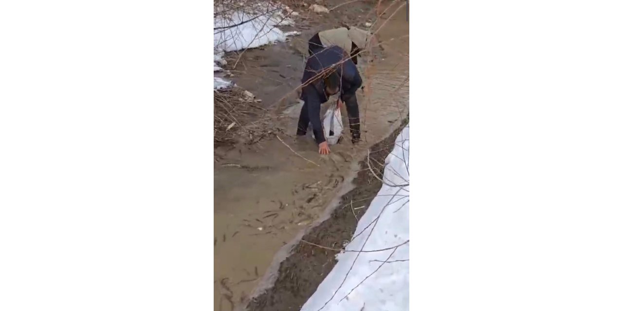 Aras Nehri'nde Balık Ölümleri