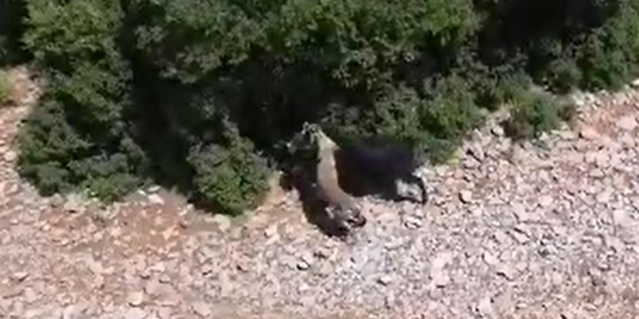 Çoban, Keçiye Saldıran Çakalı Dronla Görüntüledi