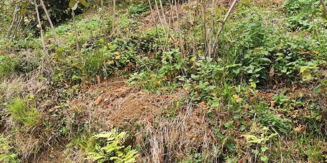 Kamyonet Fındık Bahçesine Devrildi: 1 Ölü, 1 Yaralı