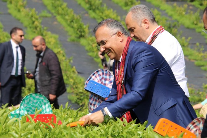 rize-valisi-kemal-ceber-belediye-baskani-rahmi-metin-caykur-genel-muduru-yusuf-ziya-alim-ve-il-muftusu-naci-cakmakci-kres-ogrencileriyle-beraber-bir-sure-cay-topladi-11.jpg