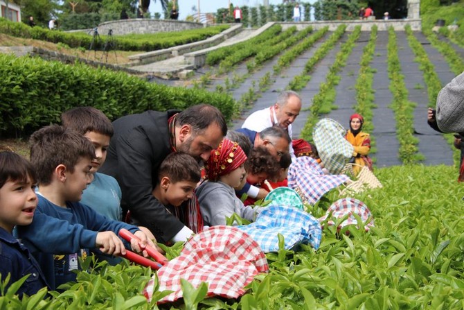 rize-valisi-kemal-ceber-belediye-baskani-rahmi-metin-caykur-genel-muduru-yusuf-ziya-alim-ve-il-muftusu-naci-cakmakci-kres-ogrencileriyle-beraber-bir-sure-cay-topladi-12.jpg