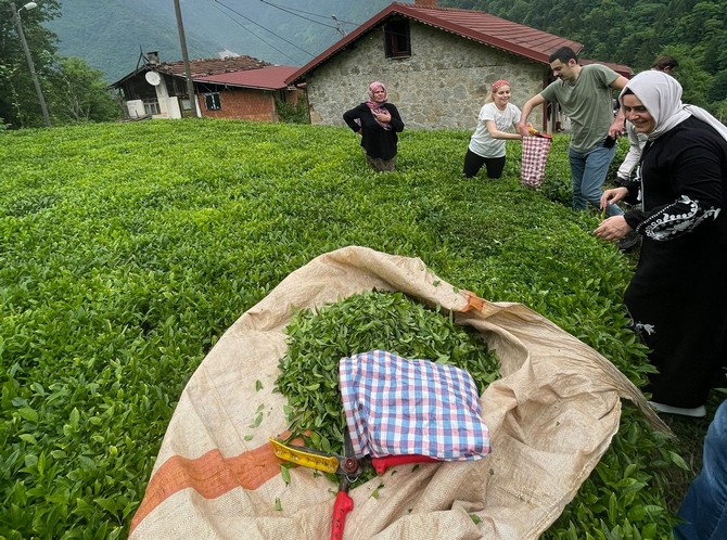 rizenin-ikizdere-kaymakami-mustafa-salih-bayram-esi-ve-koy-sakinleriyle-birlikte-organik-cay-topladi-sonrasinda-fabrikada-cayin-islenme-asamasini-inceledi-3.jpg