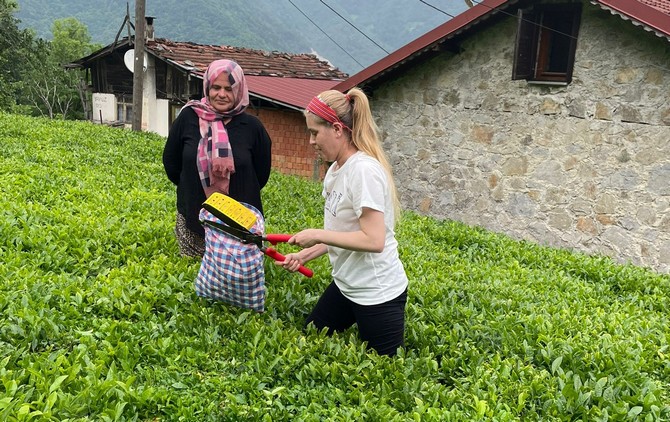 rizenin-ikizdere-kaymakami-mustafa-salih-bayram-esi-ve-koy-sakinleriyle-birlikte-organik-cay-topladi-sonrasinda-fabrikada-cayin-islenme-asamasini-inceledi-4.jpg