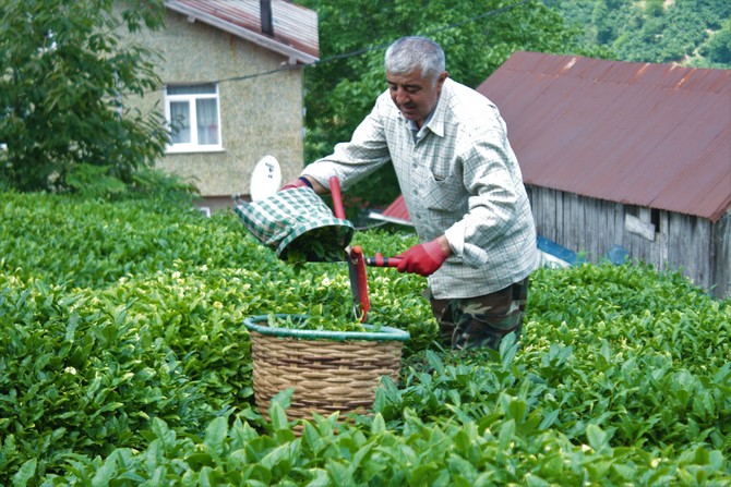 findik-diyari-orduda-ilk-cay-hasadi-basladi-2.jpg