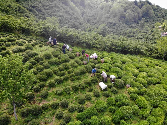findik-diyari-orduda-ilk-cay-hasadi-basladi-4.jpg