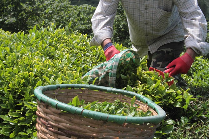 findik-diyari-orduda-ilk-cay-hasadi-basladi-7.jpg