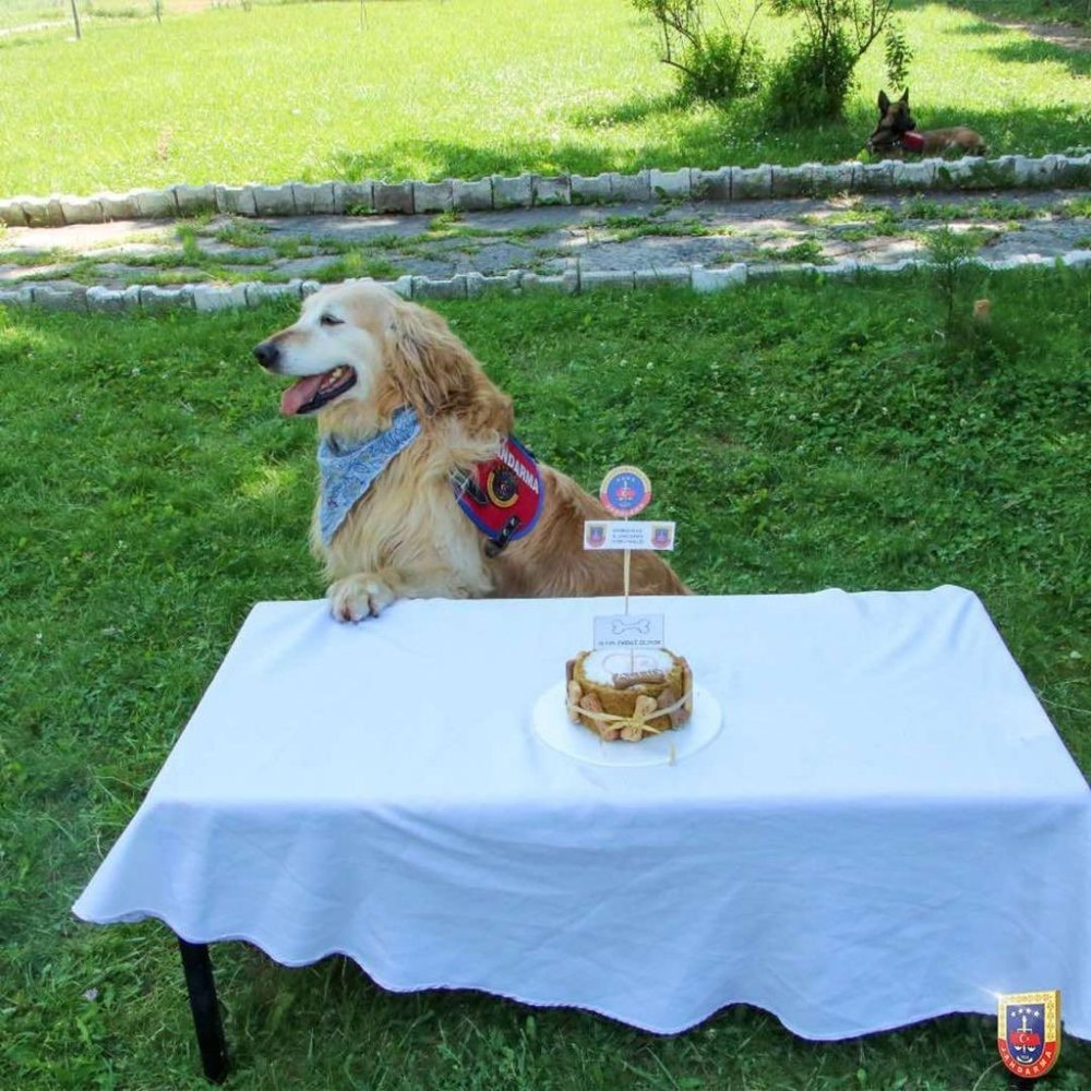 Uyuşturucu arama köpeği ‘Altın’ pasta kesilerek emekli edildi