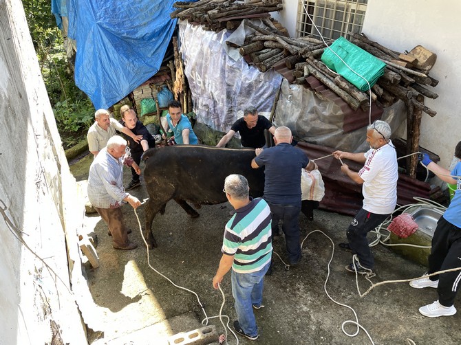 rizede-kesim-oncesi-kacmaya-calisan-kurbanlik-boga-sahibini-yaraladi-1.jpg