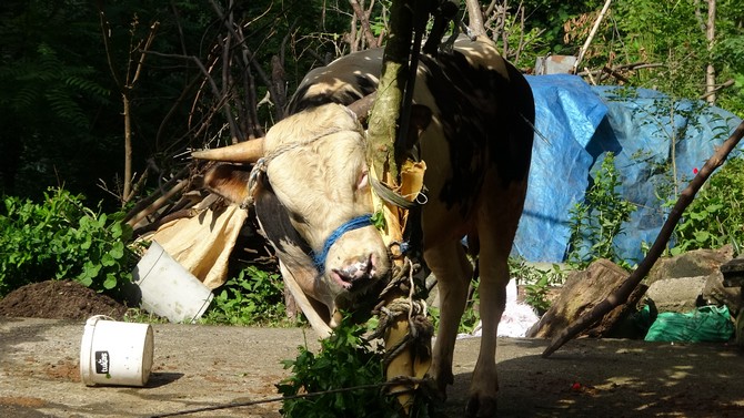 rizede-kesim-oncesi-kacmaya-calisan-kurbanlik-boga-sahibini-yaraladi-7.jpg
