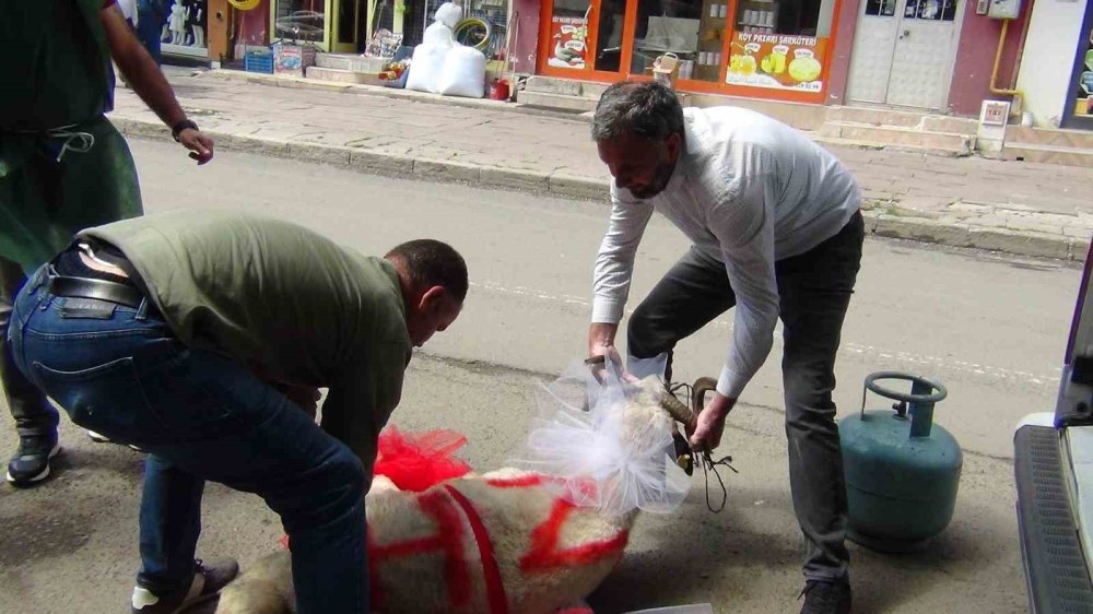 Kars’ta geline "süslü koç gönderme geleneği" sürüyor