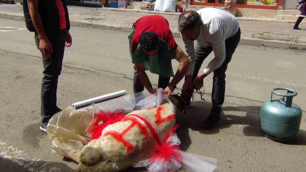 Kars’ta geline "süslü koç gönderme geleneği" sürüyor