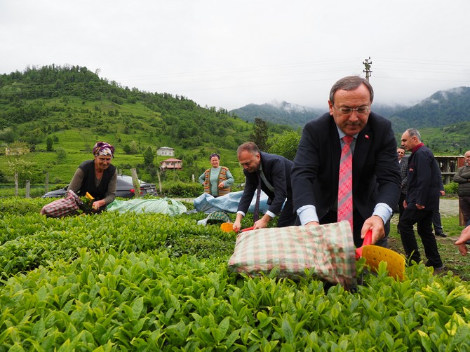 caykur-genel-muduru-yusuf-ziya-alim-yas-cay-hasat-ederken-2.jpg