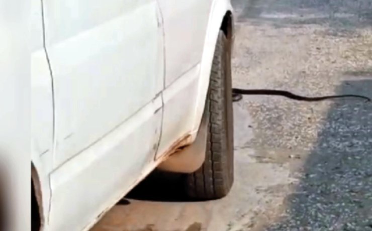 Yoldaki Yılanı Ezen Sürücüye 2 Bin 77 Tl Ceza