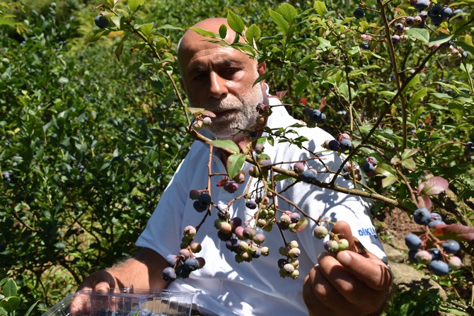 trabzonun-surmene-ilcesinde-ailesinden-kalan-13-donumluk-araziyi-yillar-icerisinde-endemik-ve-tibbi-aromatik-bitkilerin-yetistigi-meyve-bahcesine-donusturen-ismail-celik-yilda-yaklasik-2-ton-mavi-yemis-11.jpg